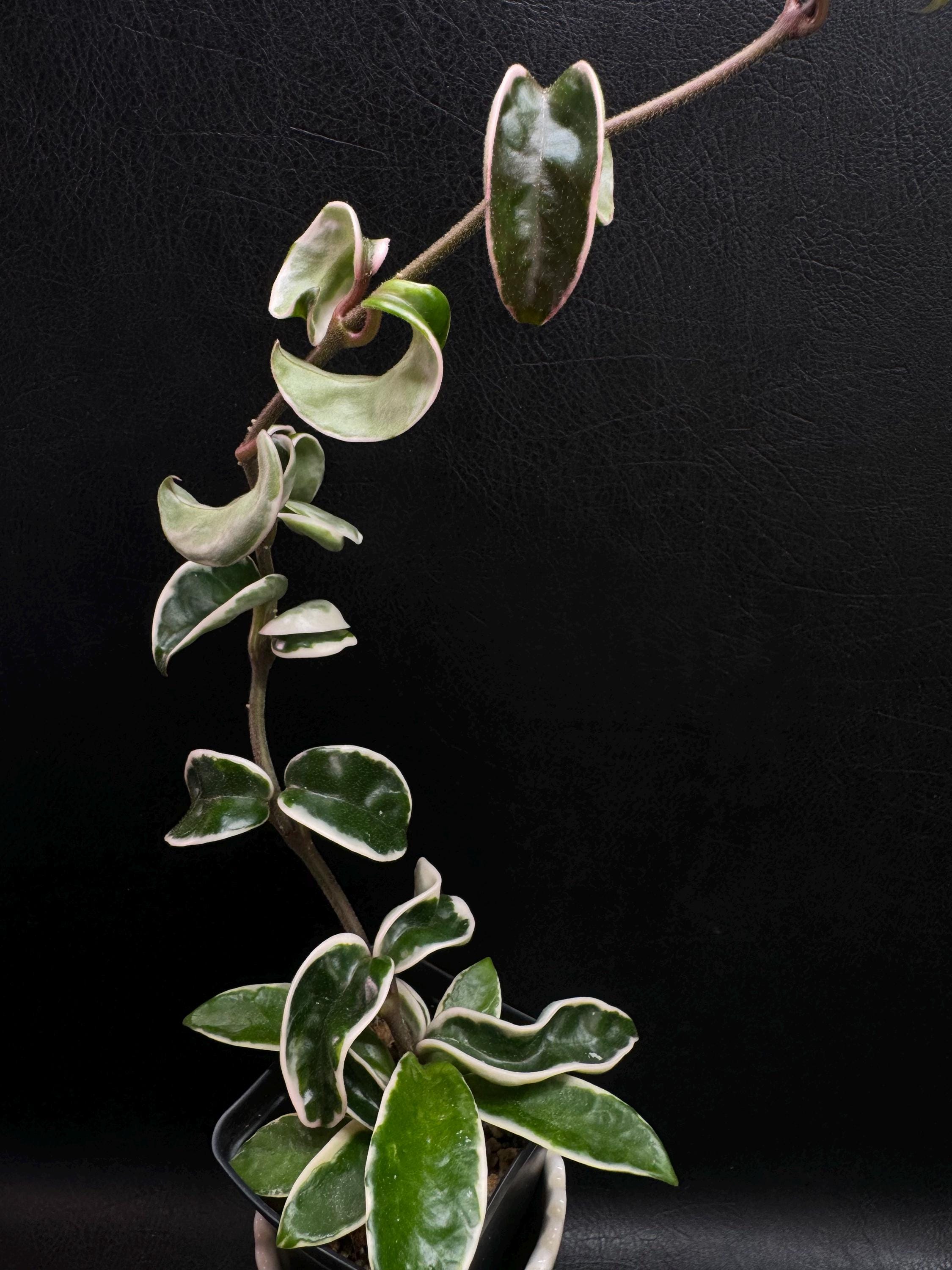Hoya Carnosa Marianna “not Rooted Node Cutting”/ Grow Your Own