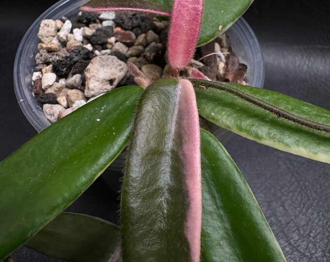 Hoya Lyi Prism Pink Flower Node Cutting With Live Plants Arrival ...