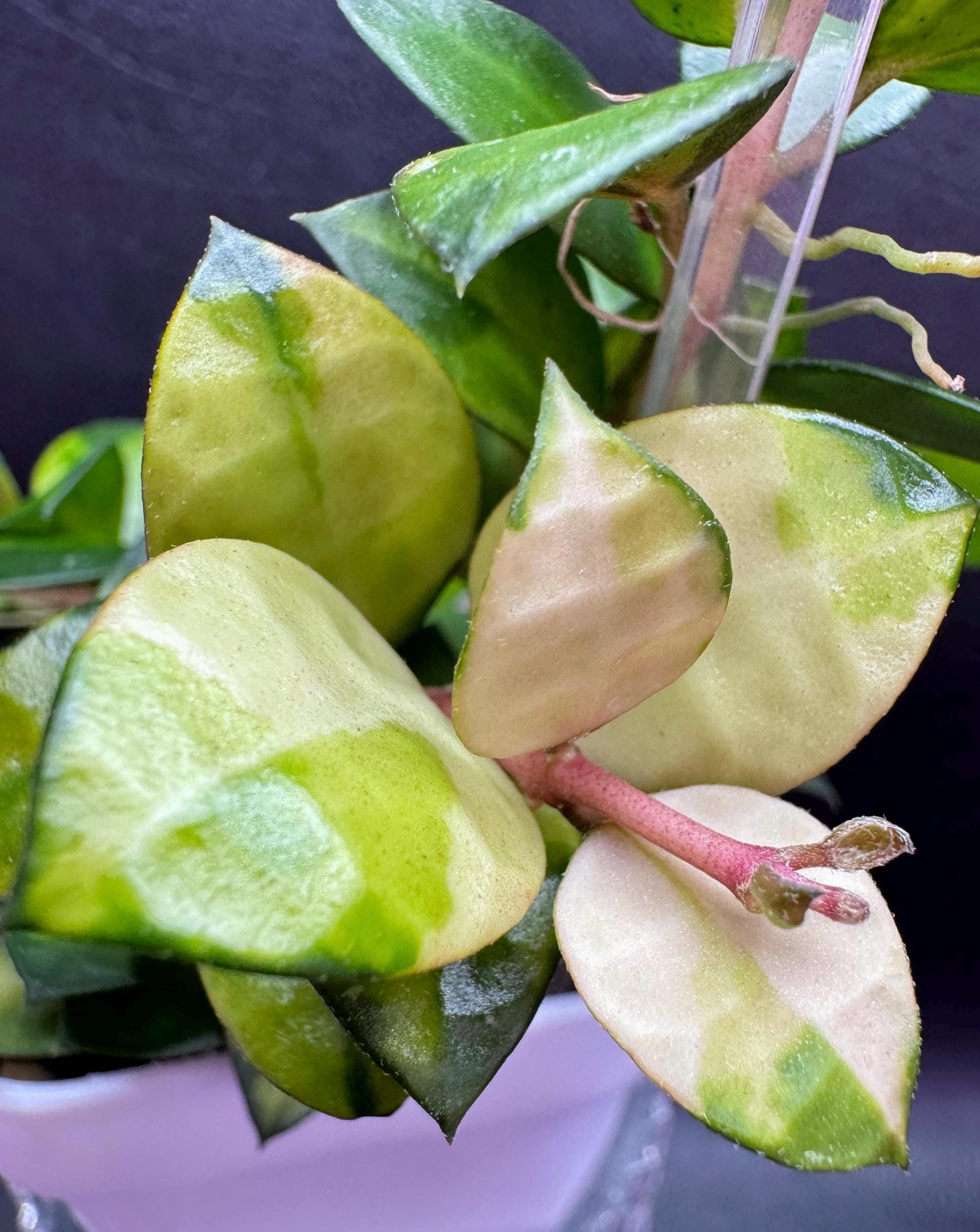 Super Rare — Hoya Lacunosa Asami Reverse Variegated “2 Leaf Not