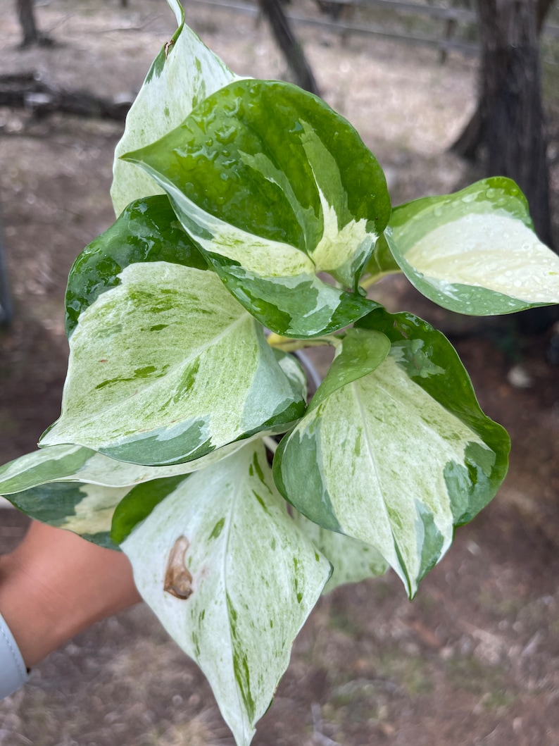Epipremnum Harlequin Pothos/ White Variegated Manjula Pothos/ Etsy