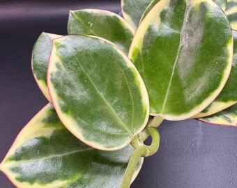 Hoya sp para albomarginata high variegated