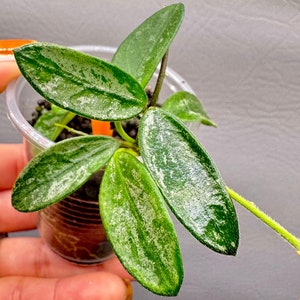 HOYA LIMA SPLASH - Etsy