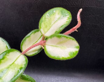 Hoya Mathilde Variegated | RARE “Node” Cutting /  Live Plants Arrival Guarantee