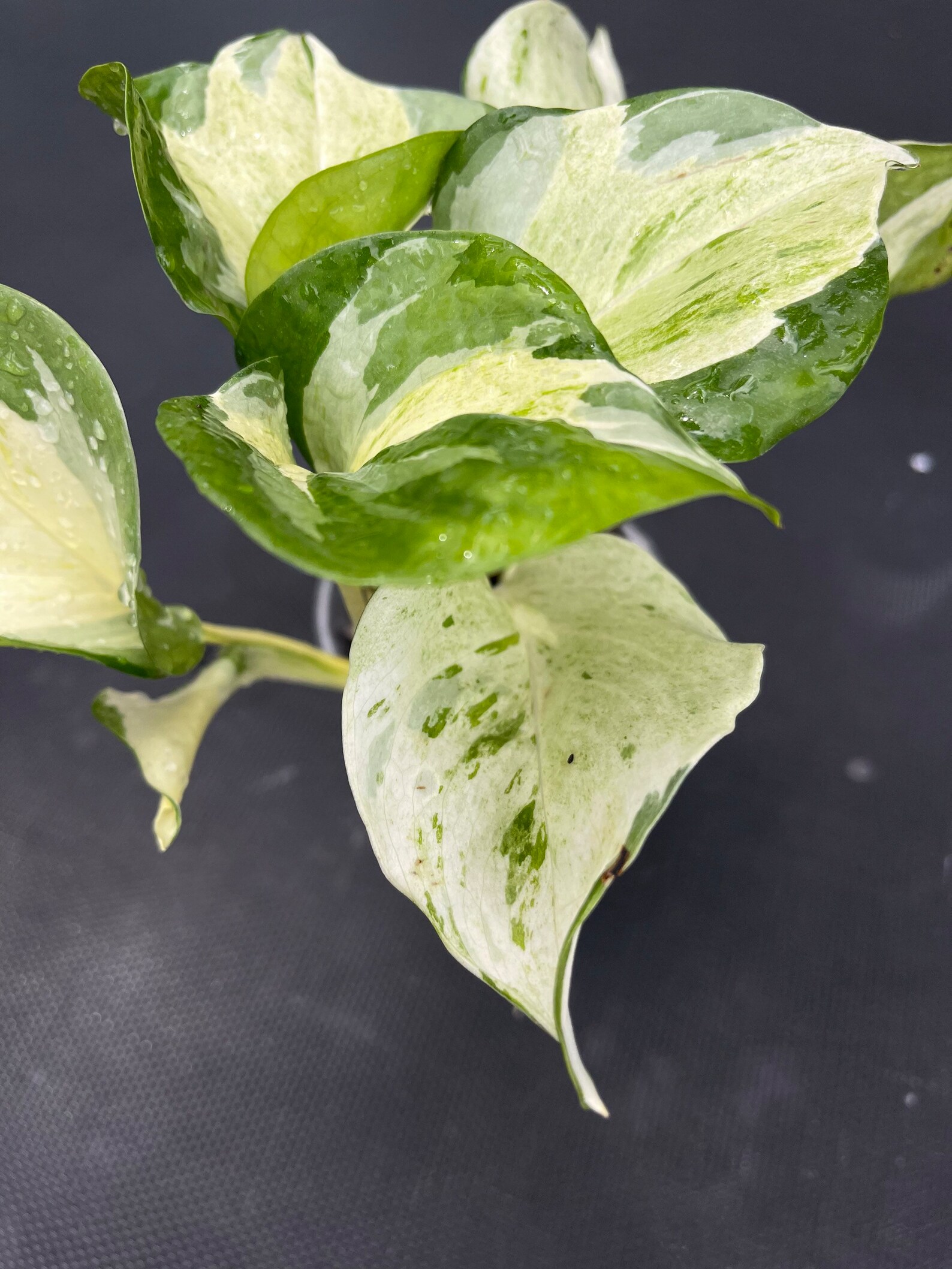 Epipremnum Harlequin Pothos/ White Variegated Manjula Pothos/ Etsy