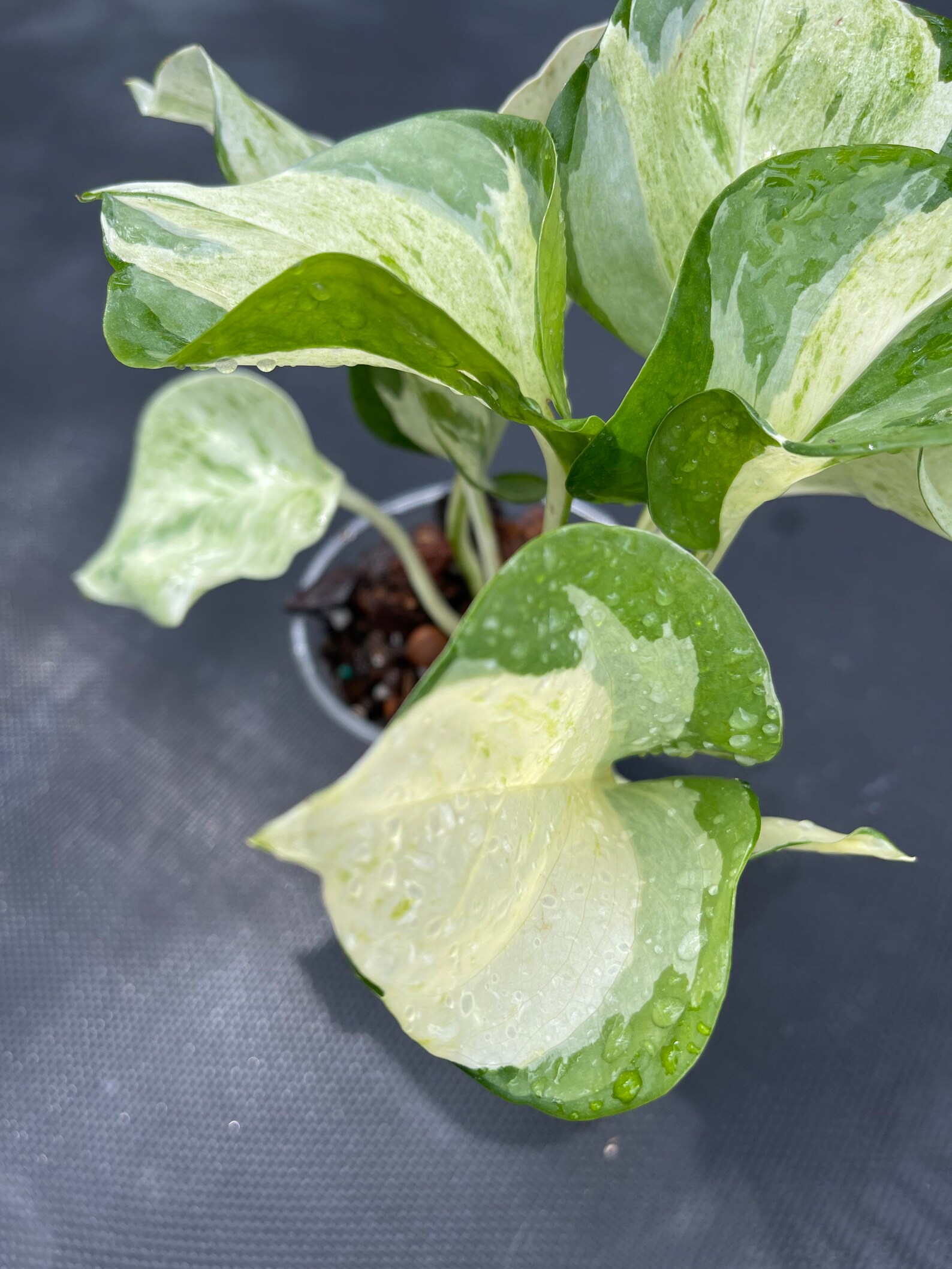 Epipremnum Harlequin Pothos/ White Variegated Manjula Pothos/ Etsy