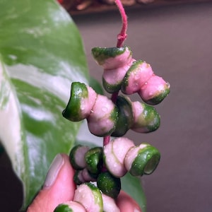 Extremely (Rare) Hoya compacta Deepgreen variegated “2 Unrooted Node Cutting”