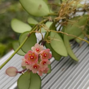 Extremely Rare HOYA 'NOONA' PINK/  Exact Plant / Live Plants Arrival Guarantee