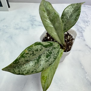 Hoya Wilbur Graves China