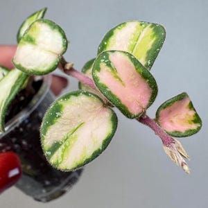 Super Rare -Hoya Mathilde Variegated “Super Splash” top 6 Node Cutting