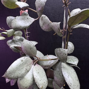 Super Rare — Hoya Lacunosa Solongok(Curly Leaf “2 Leaf”  Not Rooted Cutting”/Grow Your Own/ Grower’s Choice