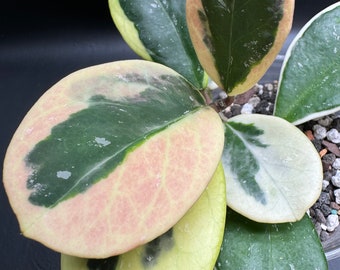 Hoya Obovata (Outer Variegated )Splash Cutting