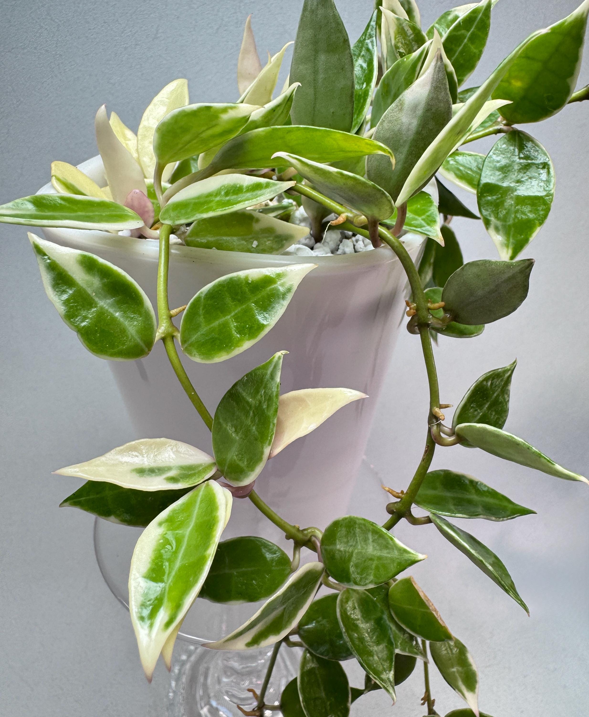 Hoya Lacunosa Queen Midori - Etsy