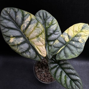 Rare Alocasia baginda 'Silver dragon' variegata aurea M