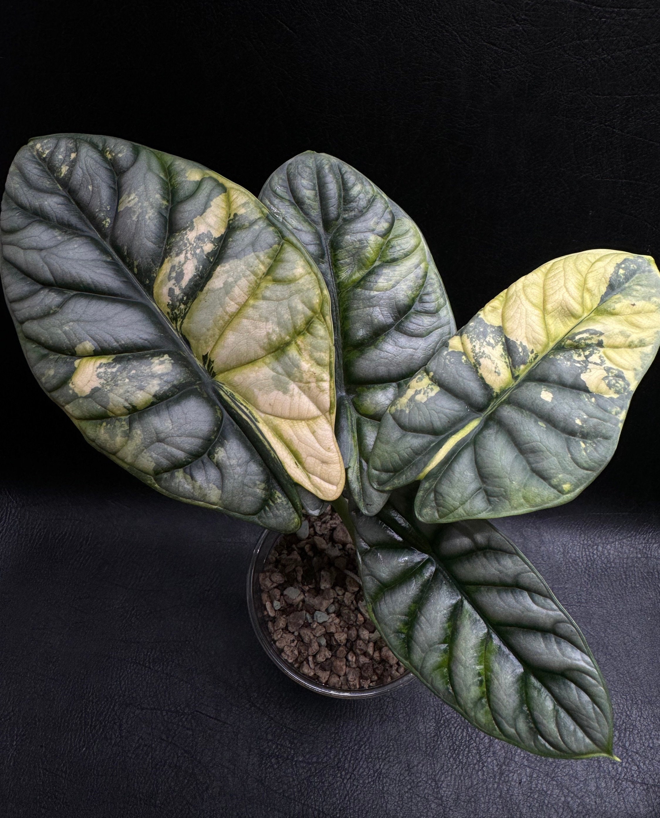 Alocasia 'Silver Dragon' aurea variegated (wk12-A) – Rare