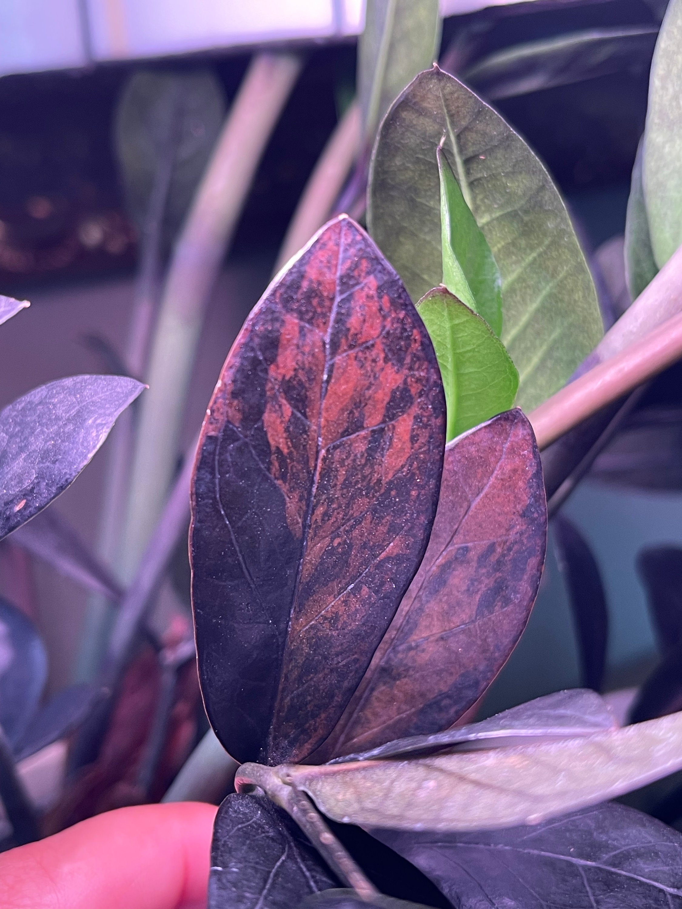 その他観葉植物 zamioculcas zamiifolia raven black pink ZZ Raven Black Pink Orange Variegated from Thailand