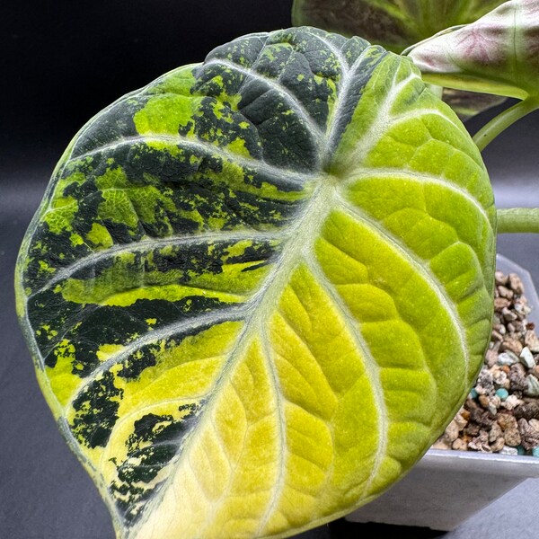 Super Rare High Color Alocasia Tricolor Variegated Black velvet Ninja