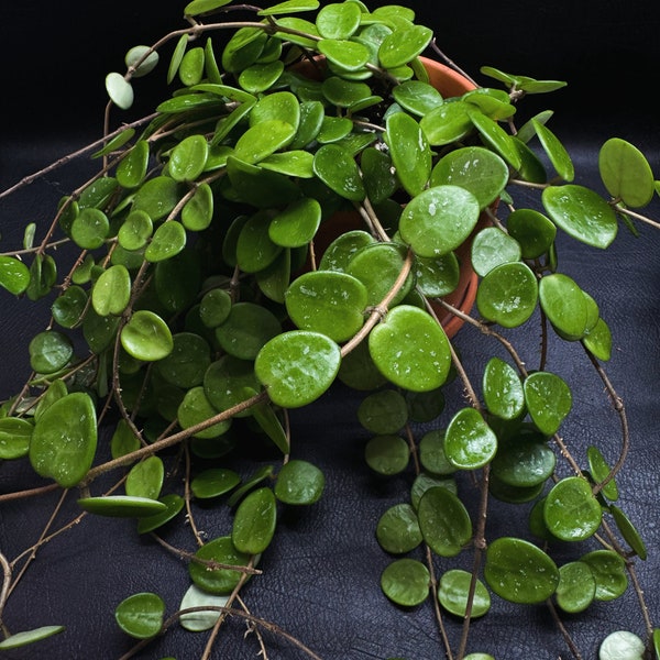 Hoya Mathilde Small Rund Leaf “Node Cutting” Apple green leaves/Hoya Mathilde Serpens/ Grower’s Choice