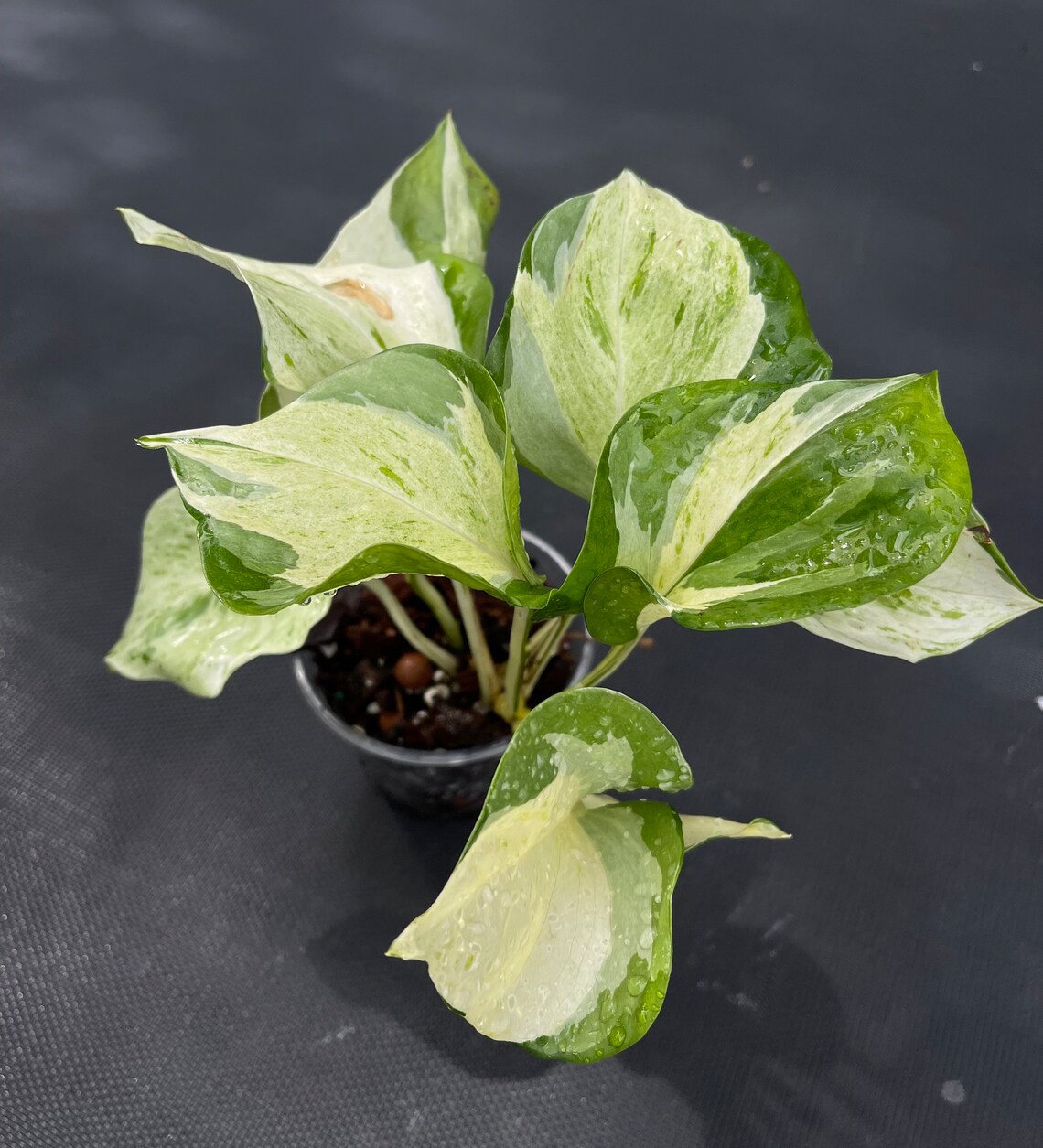 Epipremnum Harlequin Pothos/ White Variegated Manjula Pothos/ Etsy