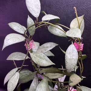 Super Rare — Hoya Lacunosa White Pearl “2 Leaf Not Rooted Cutting