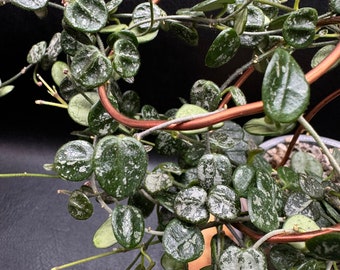 Hoya Serpens Silver Splash 3 Node Cutting/ Seller’s Choice With Live Plants Arrival Guarantee