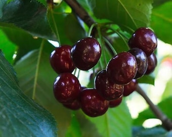 Two LIVE wild black cherry trees 2-3 ft tall now sweet fruit ready to plant