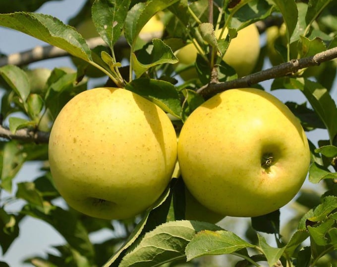 Golden Delicious Apple Trees, Fruit Tree, Wildlife Tree, Self