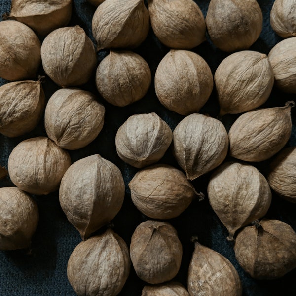 2  pound of hickory nuts in shell