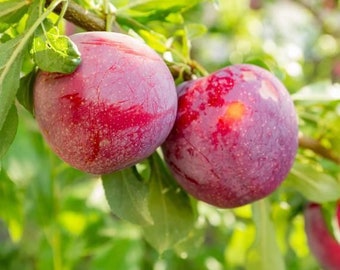 2 LIVE American plum trees 1 ft now sweet white blooms purple fruit jams and jellies FREE shipping !