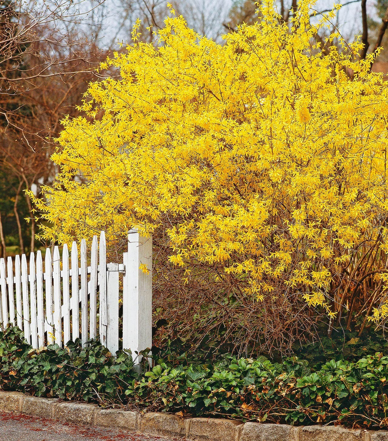 2 Forsythia Bushes Bright Yellow Flowering Shrub Plant Now Etsy