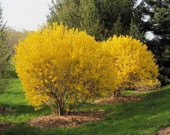 3 forsythia bush, bright yellow flowering shrub 2+ feet!