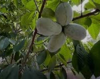 Four small pawpaw trees 6-8 inches  tall ready to plant !