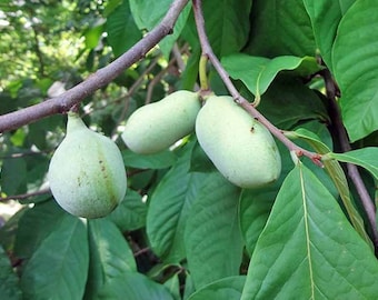 Two live pawpaw trees 6-8 inches tall ready to plant !