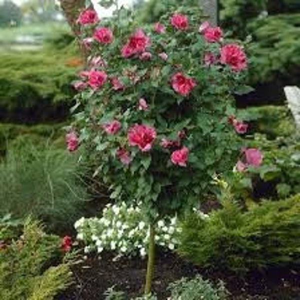 2 red rose of Sharon 18-24 inches ready to plant now !