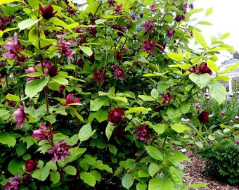 2 sweet shrub 18+ inches very fragrant  flowers FREE shipping