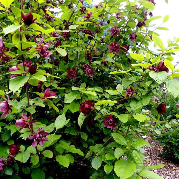 2 sweet shrub 18+ inches bubble gum fragrant flowers FREE shipping