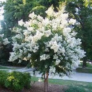 May include: A white crape myrtle tree in full bloom with delicate white flowers. The tree is in a park setting with green grass and trees in the background.