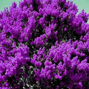 2 LIVE purple crape myrtle tree/shrubs 1-2 foot now HUGE long lasting purple blooms free shipping !