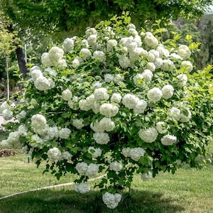 May include: A white flowering bush with many small white flowers clustered together. The bush is in full bloom and has green leaves.