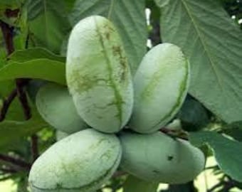 PRE SALE Two big pawpaw trees 1-2 ft  tall ready to plant !