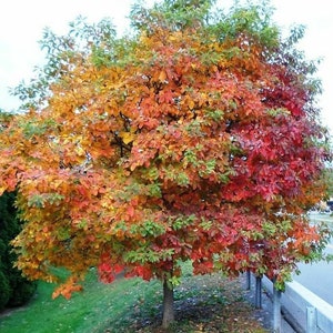 2 LIVE  sassafras trees cinnamon wood STUNNING colors 2-3ft tall now