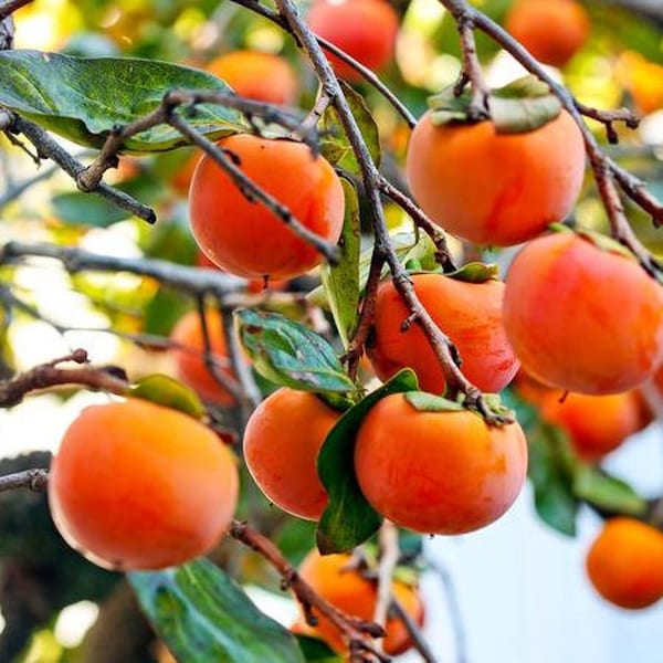 2 LIVE  american persimmon trees approx 18 inches tall now sweet autumn harvest ready to plant now