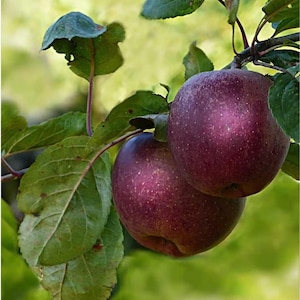 May include: Two ripe, deep red apples hang from a tree branch, surrounded by green leaves. The apples have a slightly speckled appearance and a smooth texture. The background is a soft, blurred green, suggesting a natural outdoor setting.
