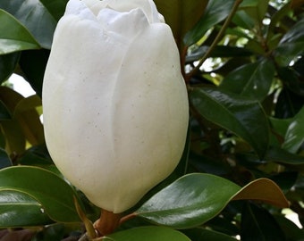 2 LIVE sweetbay magnolia trees evergreen beautiful glossy leaves 2+ ft tall now creamy white blooms