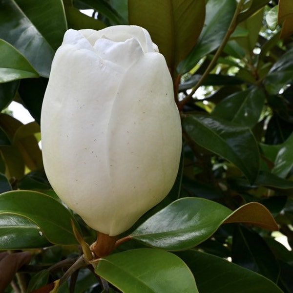 2 LIVE sweetbay magnolia trees evergreen beautiful glossy leaves 2+ ft tall now creamy white blooms