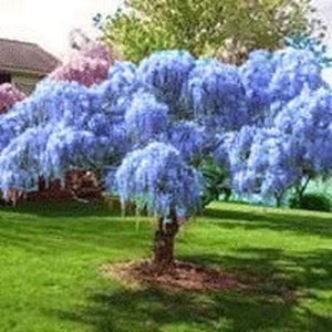2 BLUE moon wisteria 12-18 inches  fast growing beautiful blue blooms !