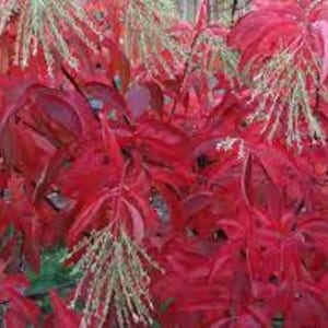 May include: Close-up of vibrant red leaves and delicate, light green seed heads. The leaves have a glossy texture, and the plant appears to be in full bloom. The image showcases the natural beauty of the plant.