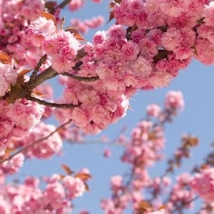 May include: Close-up of a flowering tree branch with clusters of pink blossoms against a clear blue sky. The flowers are in full bloom, showcasing their delicate petals and vibrant color. The image captures the beauty of spring.