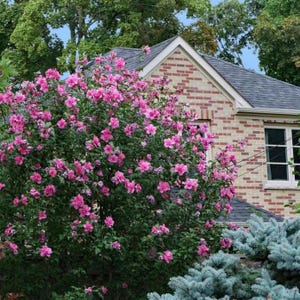 May include: A brick house with a pink flowering bush in front of it. The bush is in full bloom and the flowers are a vibrant pink.