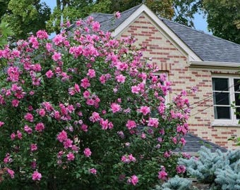 Two  red rose of Sharon 18-24 inches ready to plant now !