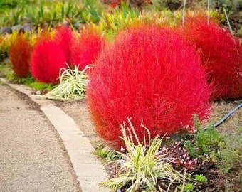 2 blazing RED twig dogwood trees 2ft ready to plant now